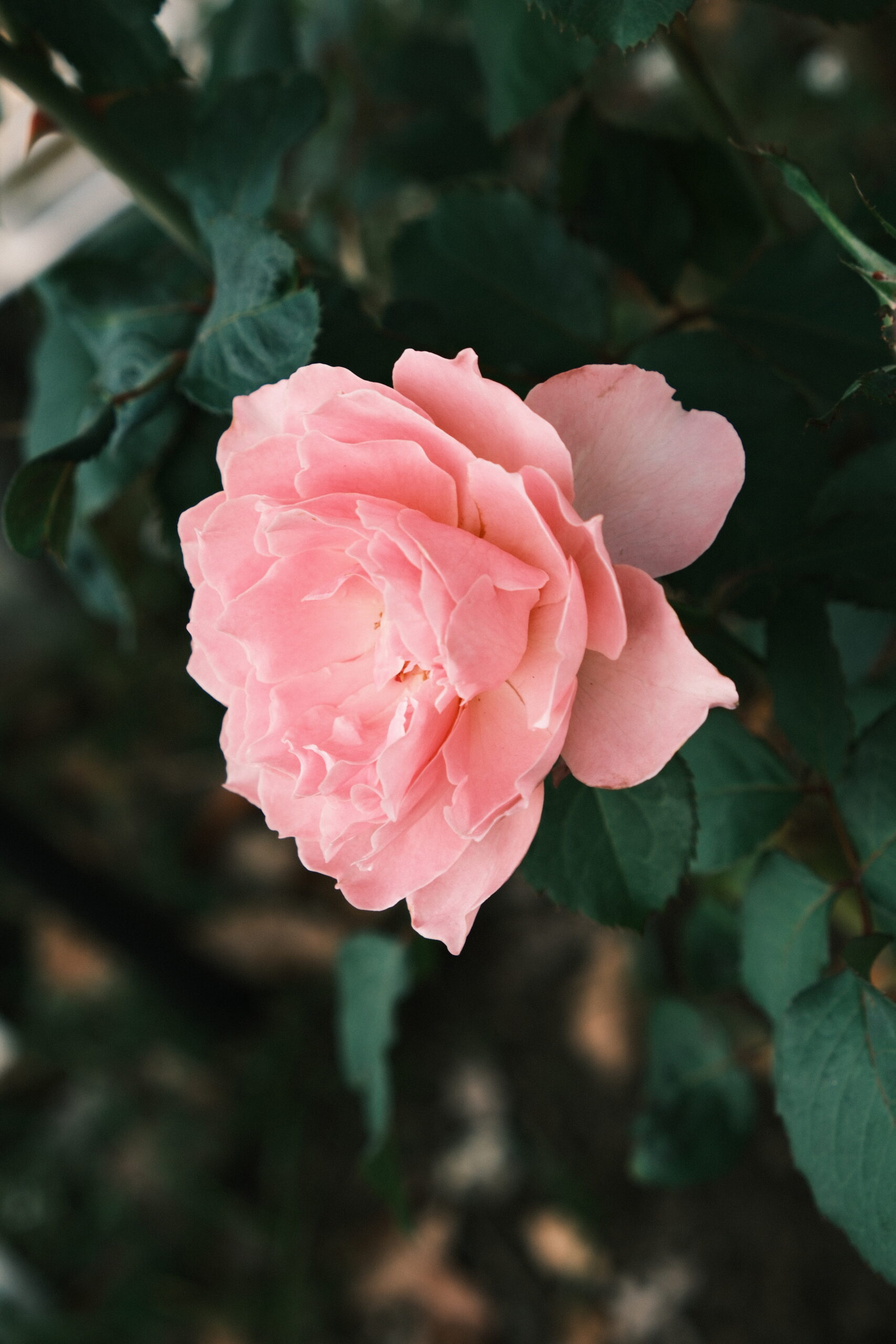 花の写真